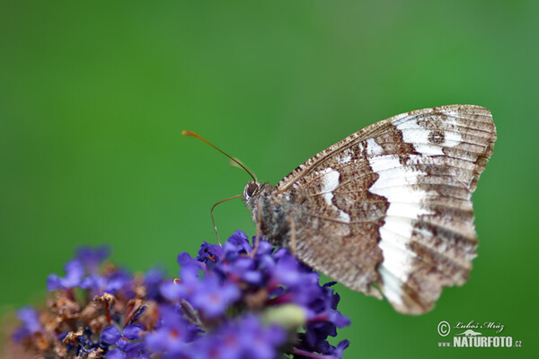 Weißer Wald Portier (Brintesia circe)