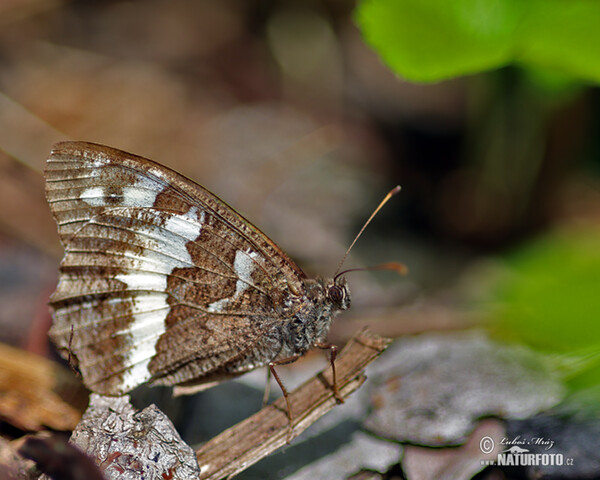 Weißer Wald Portier (Brintesia circe)
