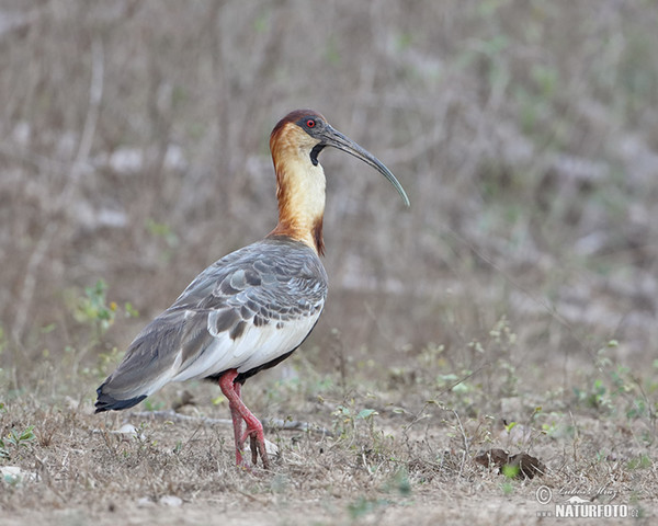 Weißhalsibis (Theristicus caudatus)