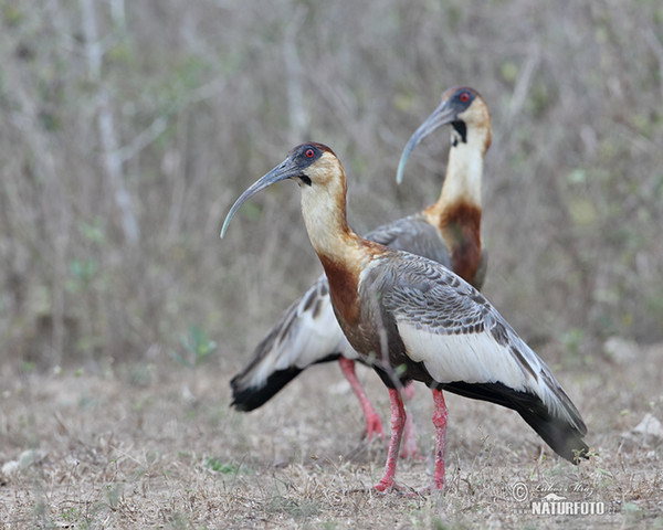 Weißhalsibis (Theristicus caudatus)