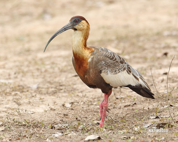 Weißhalsibis (Theristicus caudatus)