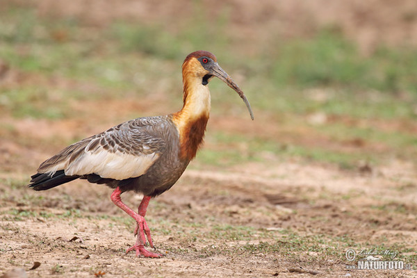 Weißhalsibis (Theristicus caudatus)