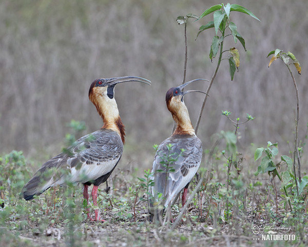 Weißhalsibis (Theristicus caudatus)