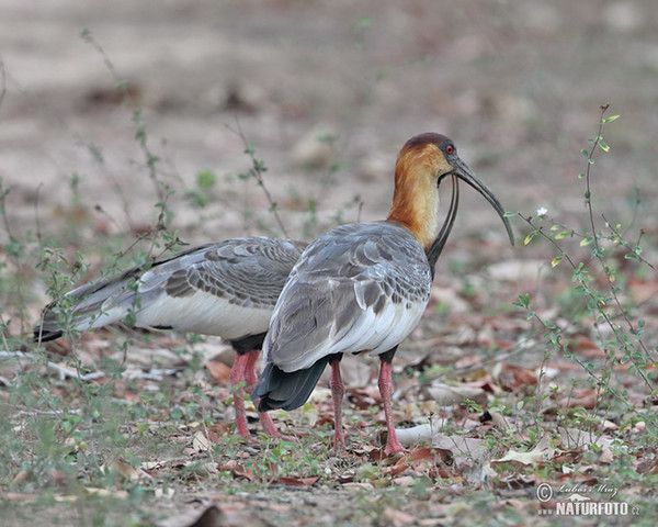 Weißhalsibis (Theristicus caudatus)