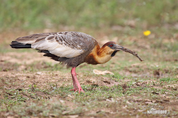 Weißhalsibis (Theristicus caudatus)