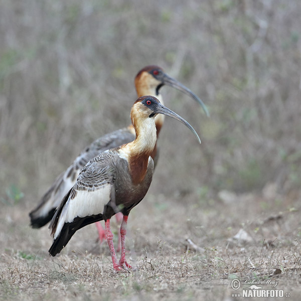 Weißhalsibis (Theristicus caudatus)