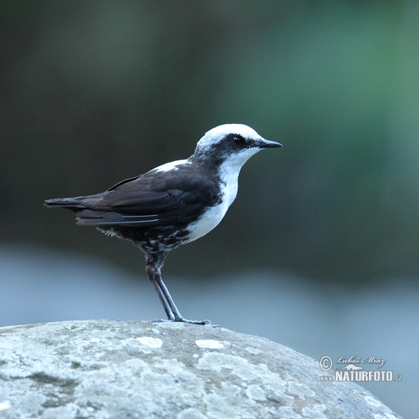 Weisskopf-Wasseransel (Cinclus leucocephalus)