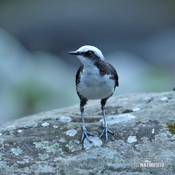 Weisskopf-Wasseransel (Cinclus leucocephalus)