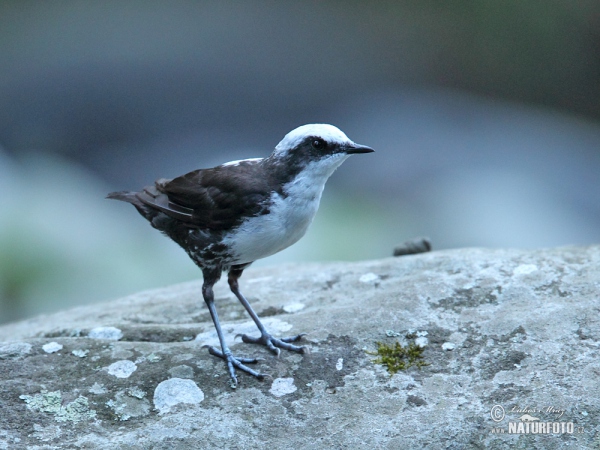 Weisskopf-Wasseransel (Cinclus leucocephalus)