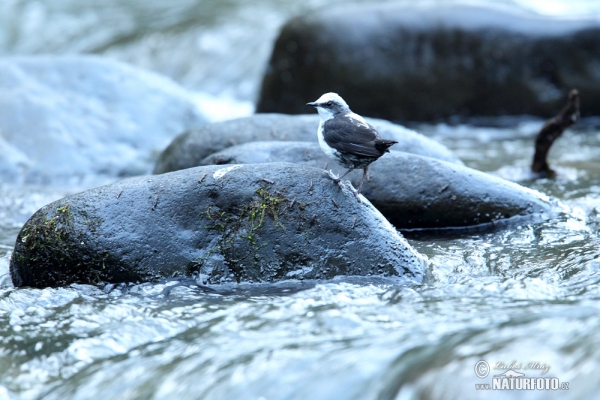 Weisskopf-Wasseransel (Cinclus leucocephalus)