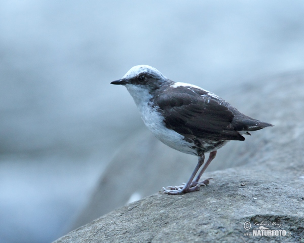 Weisskopf-Wasseransel (Cinclus leucocephalus)