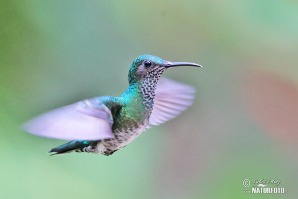 Weissnackenkolibri (Florisuga mellivora)