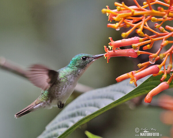 Weissnackenkolibri (Florisuga mellivora)