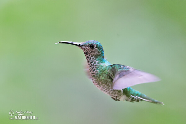 Weissnackenkolibri (Florisuga mellivora)