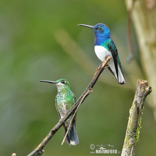 Weissnackenkolibri (Florisuga mellivora)