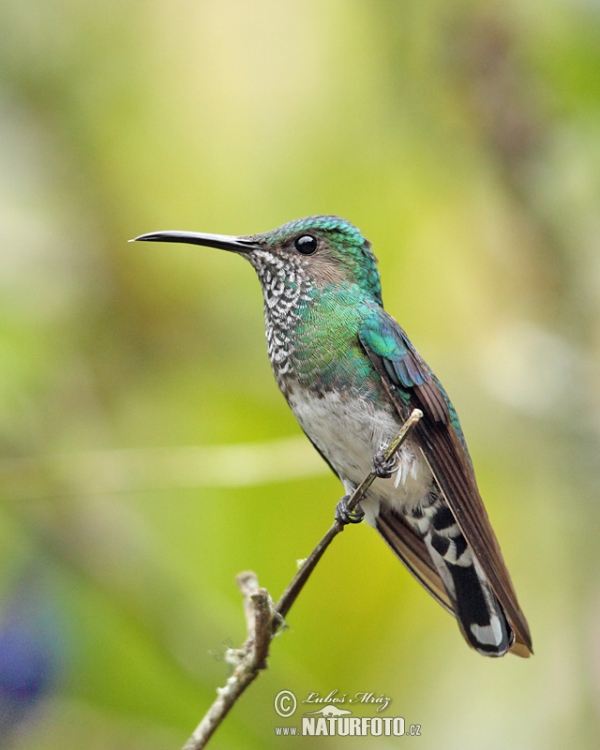 Weissnackenkolibri (Florisuga mellivora)