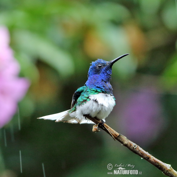 Weissnackenkolibri (Florisuga mellivora)