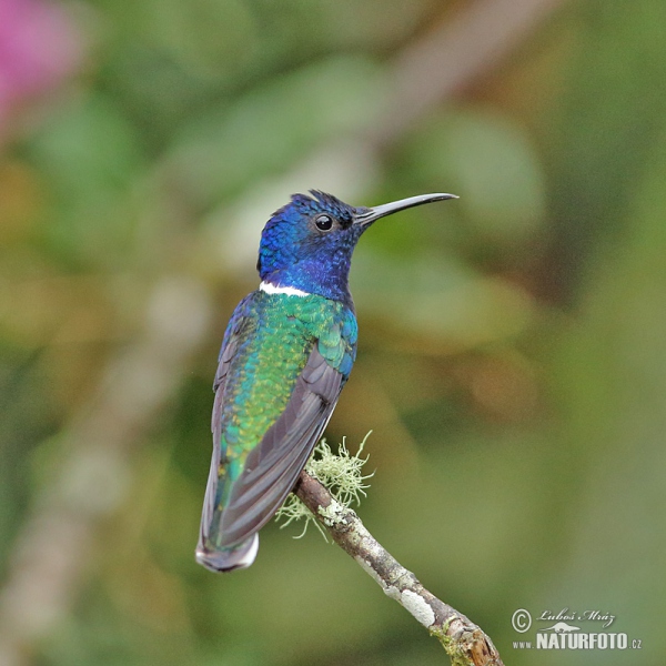 Weissnackenkolibri (Florisuga mellivora)