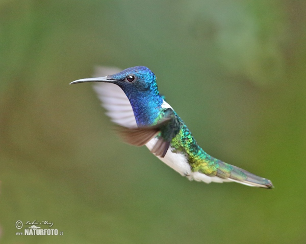 Weissnackenkolibri (Florisuga mellivora)