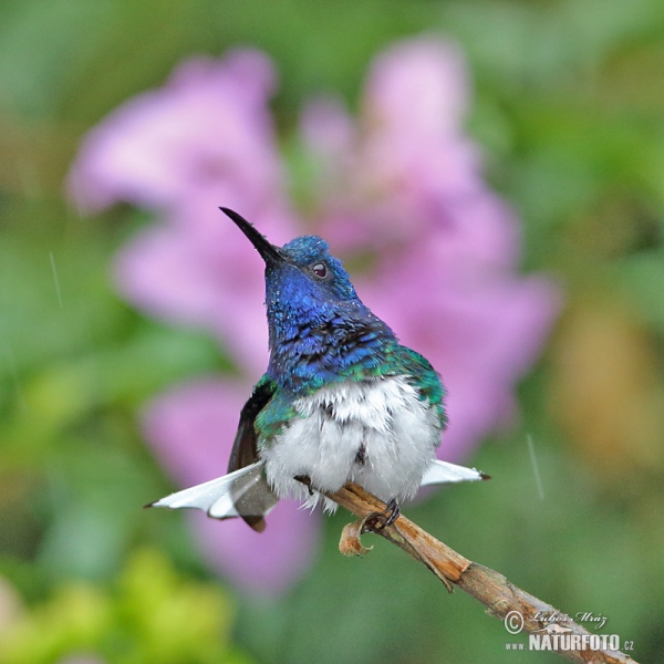 Weissnackenkolibri (Florisuga mellivora)