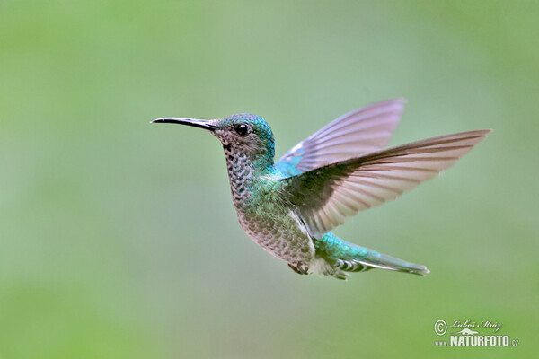 Weissnackenkolibri (Florisuga mellivora)