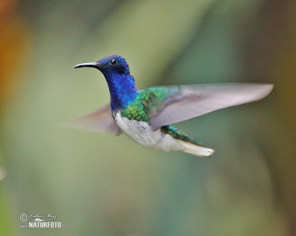 Weissnackenkolibri (Florisuga mellivora)