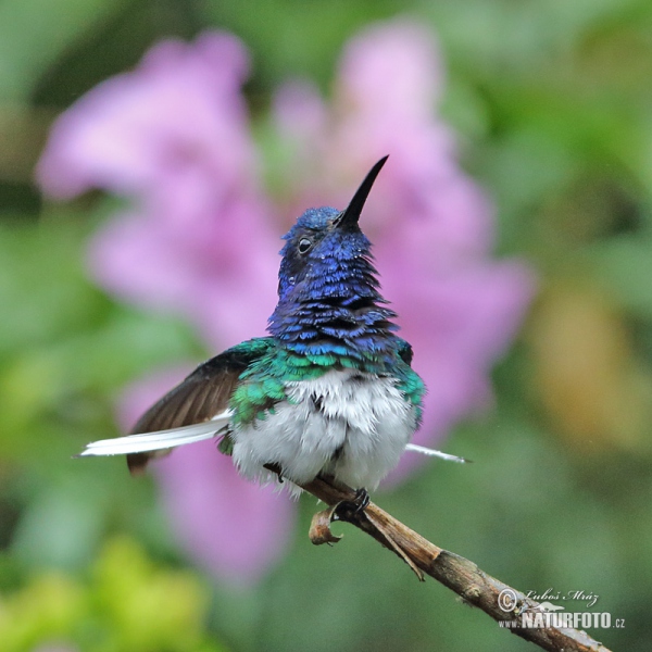 Weissnackenkolibri (Florisuga mellivora)