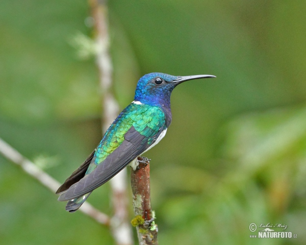 Weissnackenkolibri (Florisuga mellivora)