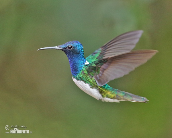 Weissnackenkolibri (Florisuga mellivora)