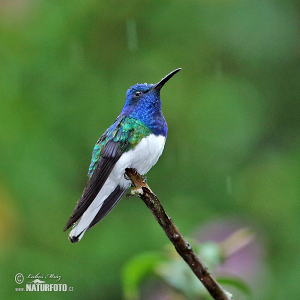 Weissnackenkolibri (Florisuga mellivora)