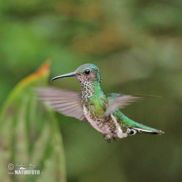 Weissnackenkolibri (Florisuga mellivora)