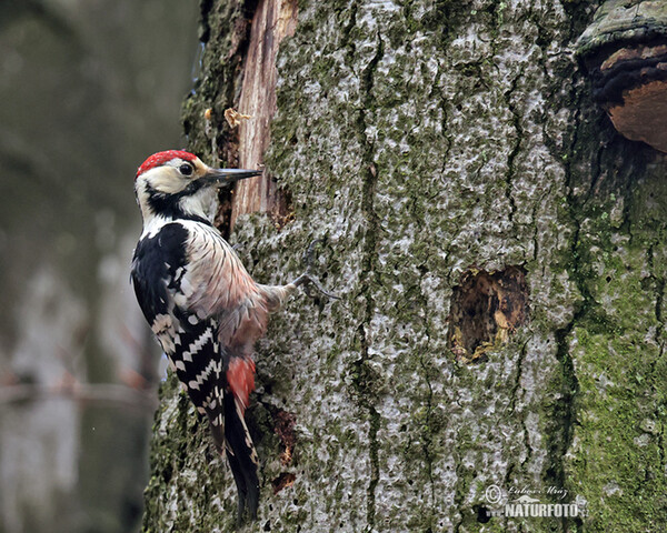 Weissrückenspecht (Dendrocopos leucotos)