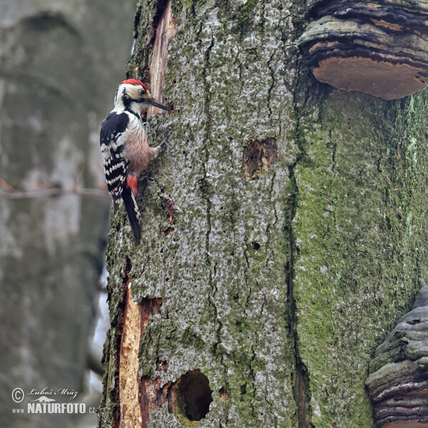 Weissrückenspecht (Dendrocopos leucotos)