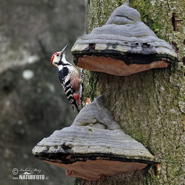 Weissrückenspecht (Dendrocopos leucotos)