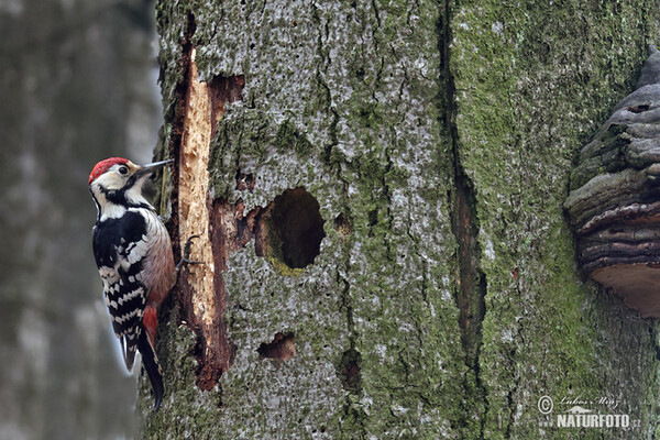 Weissrückenspecht (Dendrocopos leucotos)