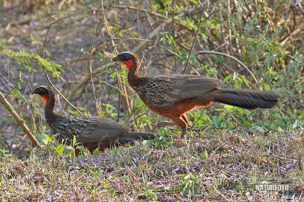 Weißschofguan (Penelope pileata)