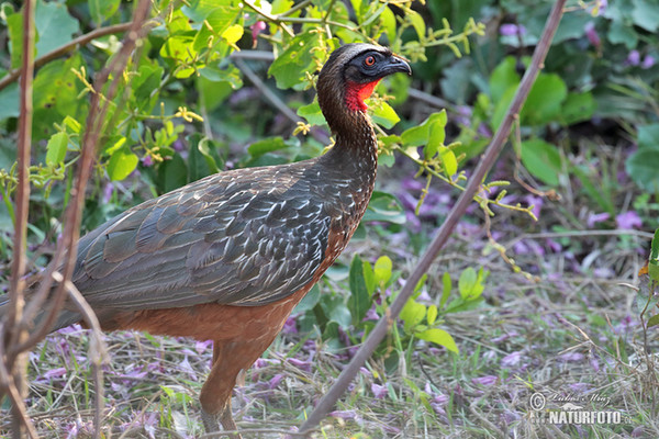 Weißschofguan (Penelope pileata)