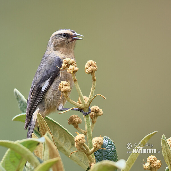 Weißstim-Spitzschnabel (Conirostrum cinereum)