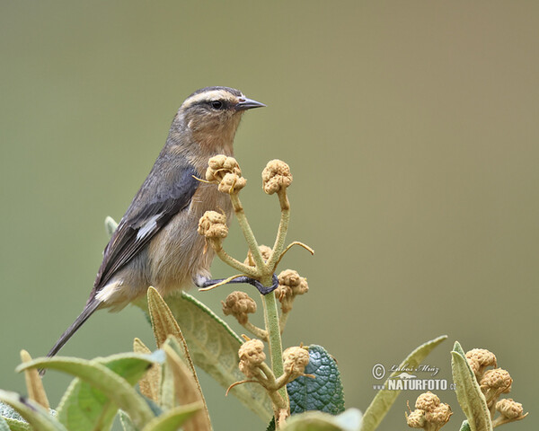 Weißstim-Spitzschnabel (Conirostrum cinereum)