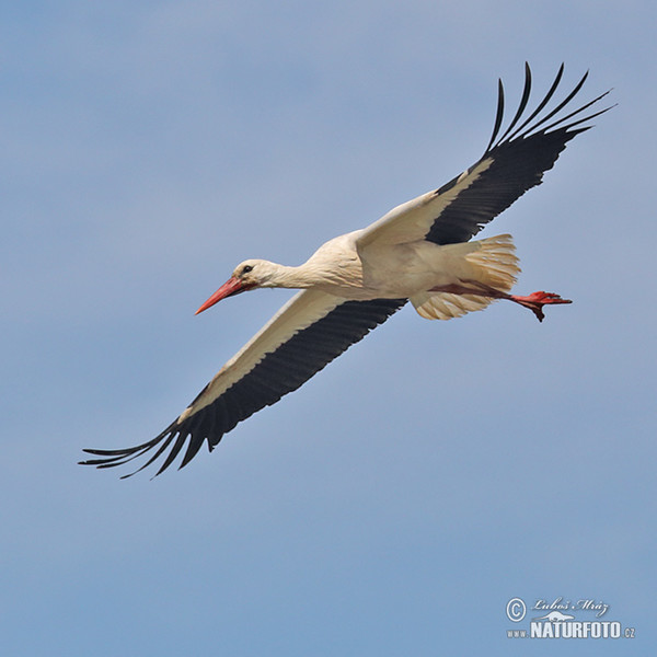 Weißstorch (Ciconia ciconia)