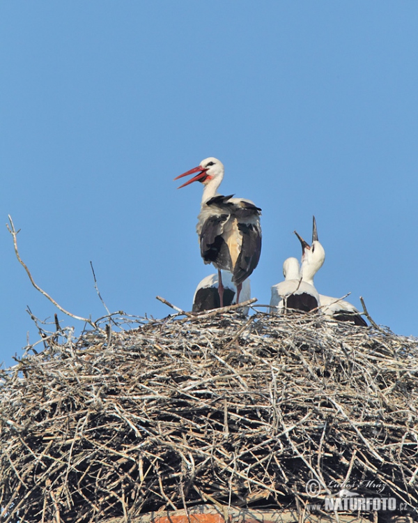 Weißstorch (Ciconia ciconia)