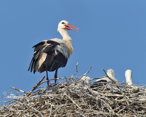 Weißstorch (Ciconia ciconia)