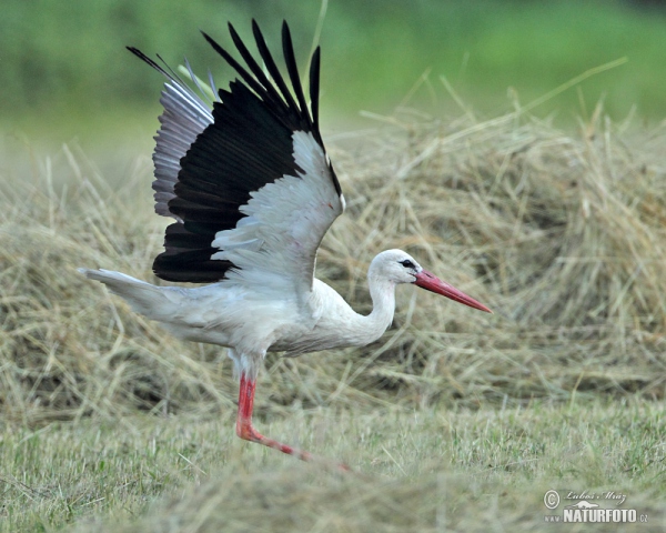 Weißstorch (Ciconia ciconia)