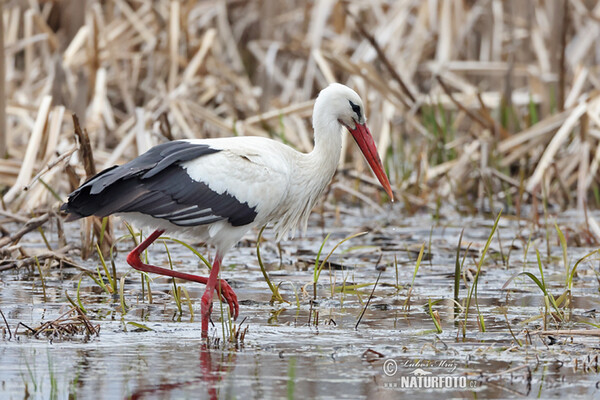 Weißstorch (Ciconia ciconia)