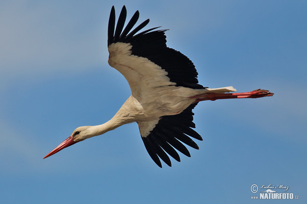 Weißstorch (Ciconia ciconia)