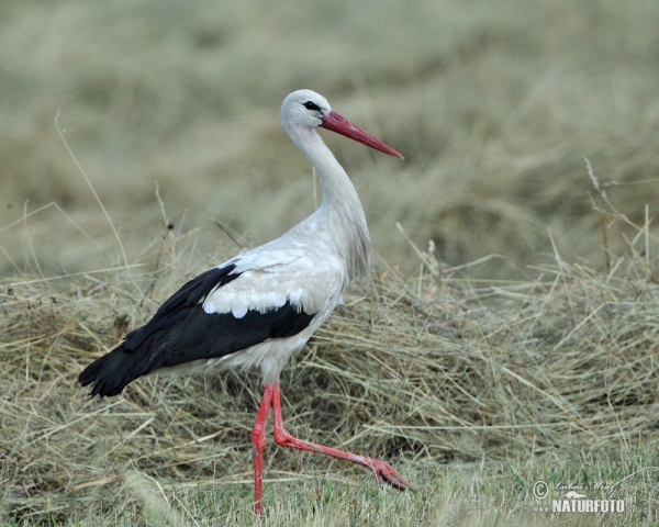 Weißstorch (Ciconia ciconia)