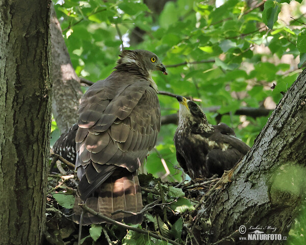 Wespenbussard (Pernis apivorus)