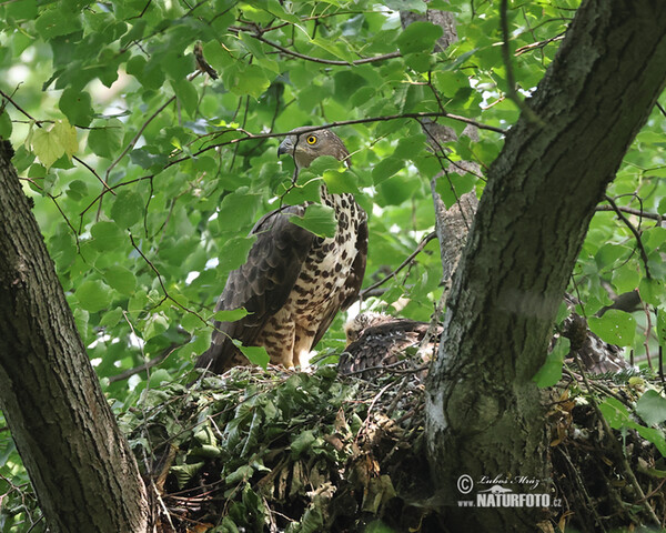 Wespenbussard (Pernis apivorus)