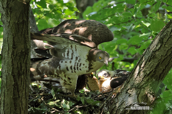 Wespenbussard (Pernis apivorus)