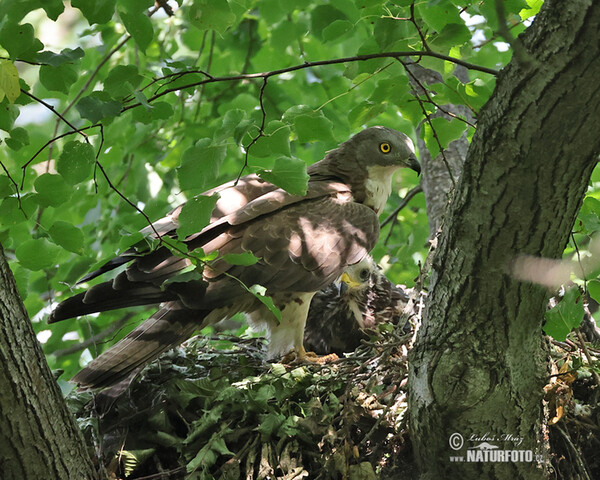 Wespenbussard (Pernis apivorus)